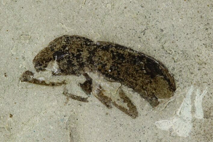 Fossil Weevil (Curculionoidae) - Green River Formation, Utah #108820